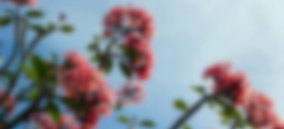 wordpress themes for women