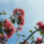 wordpress themes for women