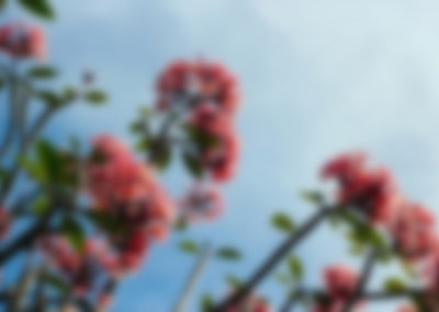 wordpress themes for women