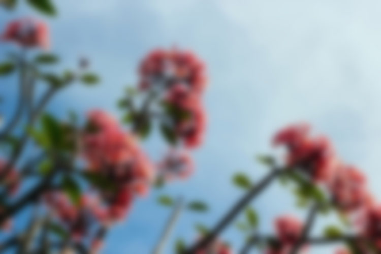 wordpress themes for women