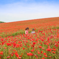 poppy field