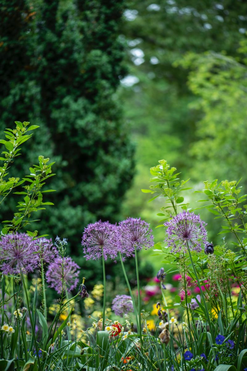 garden with purple flowers