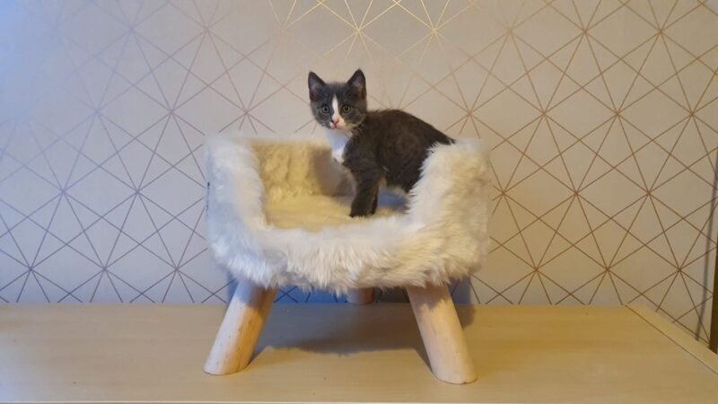 Nordic cat bed the pet superstore