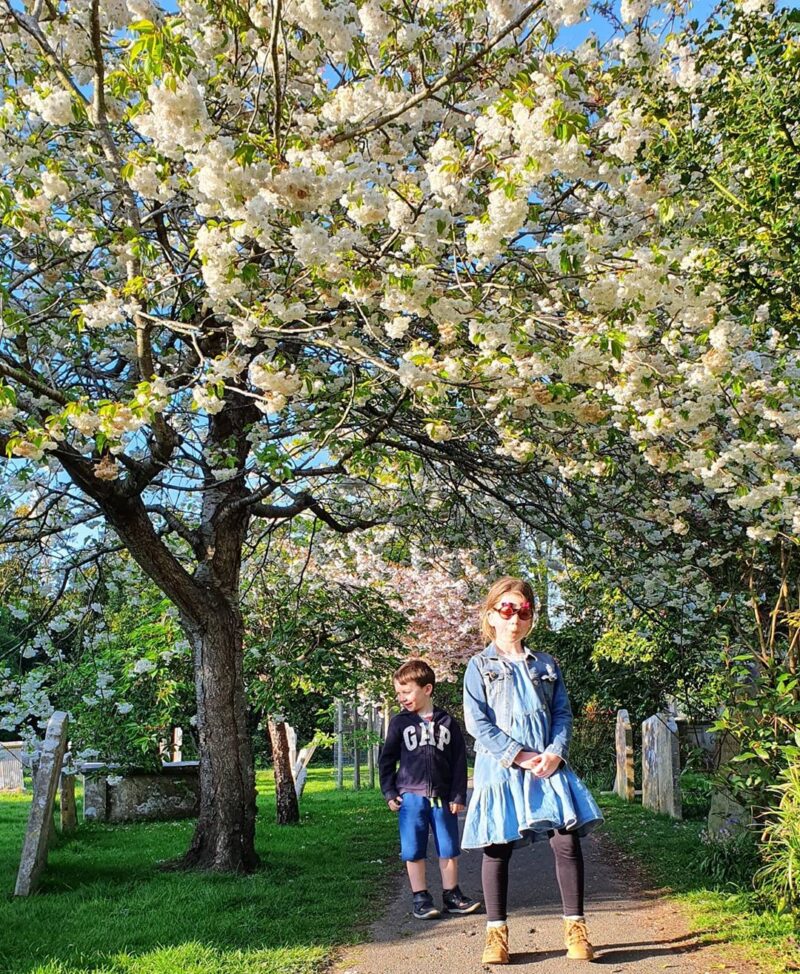 kids in the blossom trees