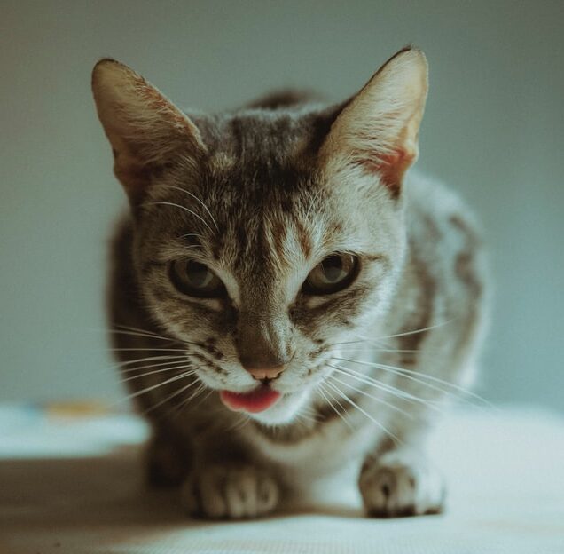 5 ways to get your cat to eat